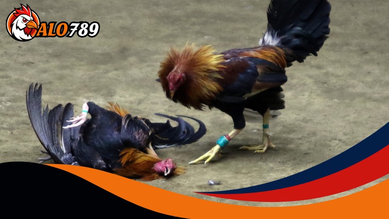 Bí quyết đá gà Alo789 giúp anh em Càng chơi càng thắng Bí quyết đá gà Alo789 giúp anh em Càng chơi càng thắng