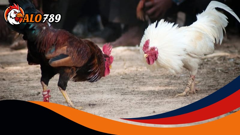 Điều cần biết trước khi chơi Đá gà cựa sắt Alo789 Điều cần biết trước khi chơi Đá gà cựa sắt Alo789