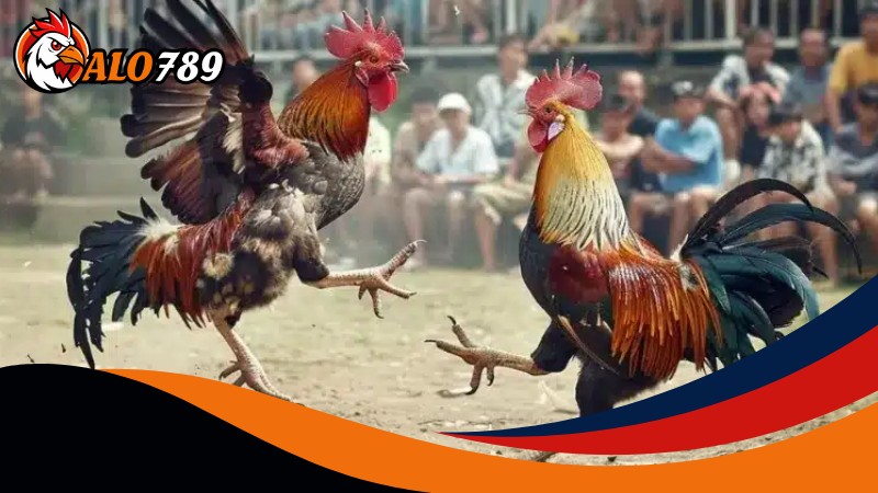 Kiến thức quan trọng để chinh phục đá gà cua tròn Kiến thức quan trọng để chinh phục đá gà cua tròn