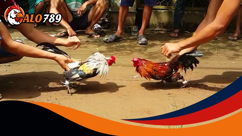 Lợi thế độc quyền khi chơi tại Đá gà cựa sắt Alo789 Lợi thế độc quyền khi chơi tại Đá gà cựa sắt Alo789