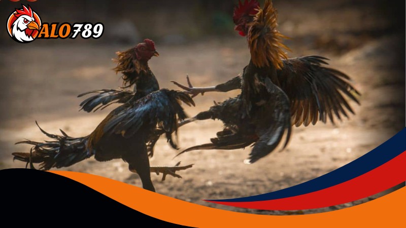 Những điều thú vị đang đón chờ bạn tại Đá gà cựa tròn Alo789 Những điều thú vị đang đón chờ bạn tại Đá gà cựa tròn Alo789