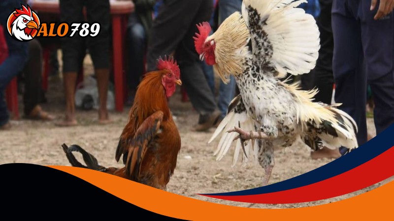 Trải nghiệm Đá gà cựa tròn Alo789 đỉnh cao Trải nghiệm Đá gà cựa tròn Alo789 đỉnh cao